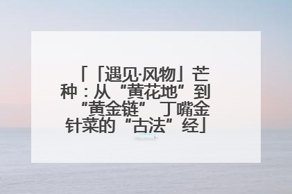 「遇见·风物」芒种：从“黄花地”到“黄金链” 丁嘴金针菜的“古法”经