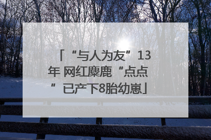 “与人为友”13年 网红麋鹿“点点”已产下8胎幼崽