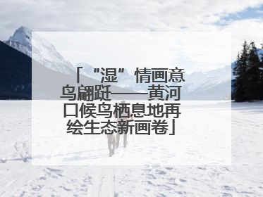 “湿”情画意鸟翩跹——黄河口候鸟栖息地再绘生态新画卷