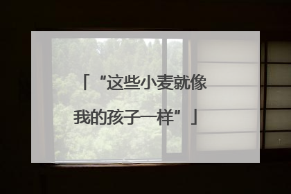 “这些小麦就像我的孩子一样”