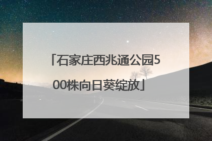 石家庄西兆通公园500株向日葵绽放