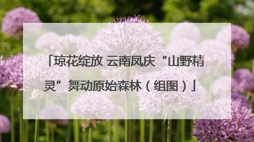 琼花绽放 云南凤庆“山野精灵”舞动原始森林（组图）