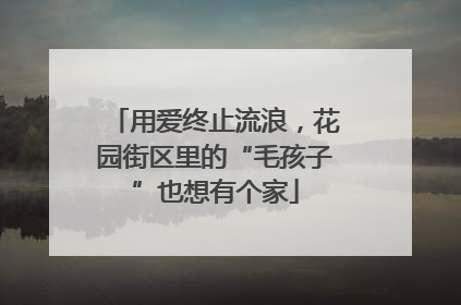 用爱终止流浪，花园街区里的“毛孩子”也想有个家