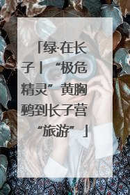 绿·在长子丨“极危精灵”黄胸鹀到长子营“旅游”