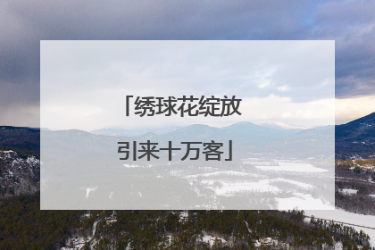绣球花绽放 引来十万客