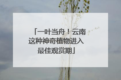 一叶当舟！云南这种神奇植物进入最佳观赏期