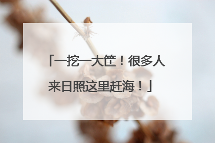一挖一大筐！很多人来日照这里赶海！