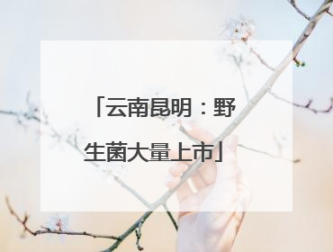 云南昆明：野生菌大量上市