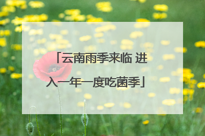 云南雨季来临 进入一年一度吃菌季