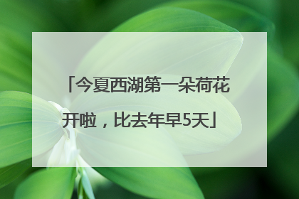 今夏西湖第一朵荷花开啦，比去年早5天