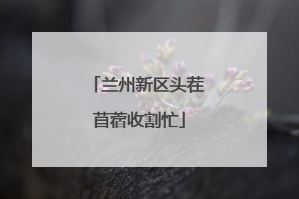 兰州新区头茬苜蓿收割忙