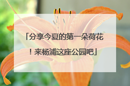 分享今夏的第一朵荷花！来杨浦这座公园吧