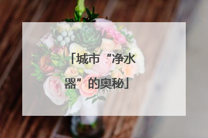 城市“净水器”的奥秘
