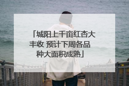 城阳上千亩红杏大丰收 预计下周各品种大面积成熟