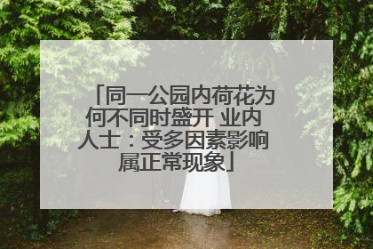 同一公园内荷花为何不同时盛开 业内人士：受多因素影响 属正常现象