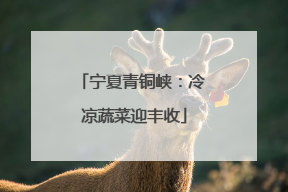 宁夏青铜峡：冷凉蔬菜迎丰收