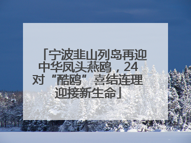 宁波韭山列岛再迎中华凤头燕鸥，24对“酷鸥”喜结连理迎接新生命