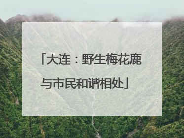 大连：野生梅花鹿与市民和谐相处