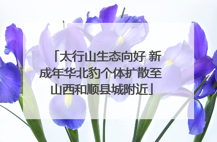 太行山生态向好 新成年华北豹个体扩散至山西和顺县城附近