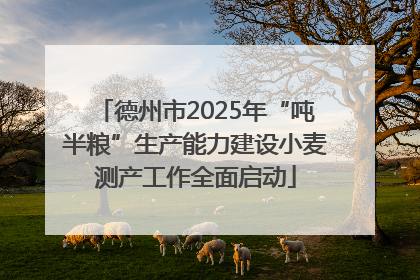 德州市2025年“吨半粮”生产能力建设小麦测产工作全面启动