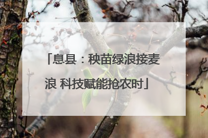 息县：秧苗绿浪接麦浪 科技赋能抢农时