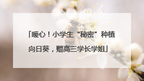 暖心！小学生“秘密”种植向日葵，赠高三学长学姐