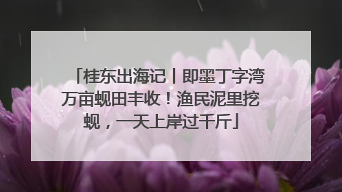桂东出海记丨即墨丁字湾万亩蚬田丰收！渔民泥里挖蚬，一天上岸过千斤