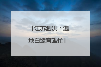 江苏泗洪：湿地白鹭育雏忙