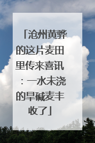 沧州黄骅的这片麦田里传来喜讯：一水未浇的旱碱麦丰收了