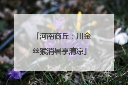 河南商丘：川金丝猴消暑享清凉