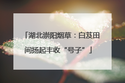 湖北崇阳烟草：白芨田间扬起丰收“号子”