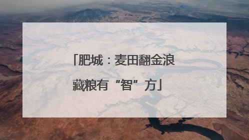 肥城：麦田翻金浪藏粮有“智”方