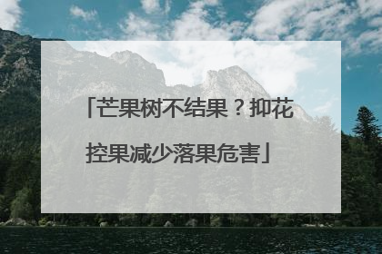 芒果树不结果？抑花控果减少落果危害