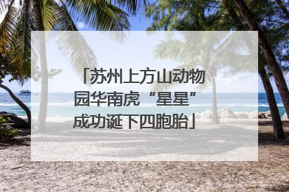 苏州上方山动物园华南虎“星星”成功诞下四胞胎