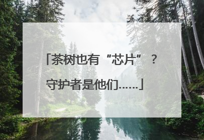 茶树也有“芯片”？守护者是他们……