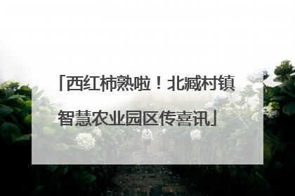 西红柿熟啦！北臧村镇智慧农业园区传喜讯