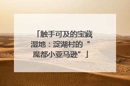 触手可及的宝藏湿地：淀湖村的“魔都小亚马逊”
