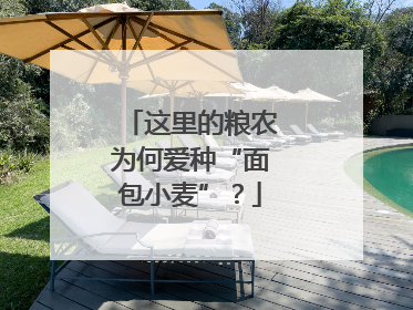 这里的粮农为何爱种“面包小麦”？