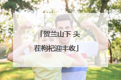 贺兰山下 头茬枸杞迎丰收