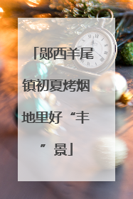 郧西羊尾镇初夏烤烟地里好“丰”景