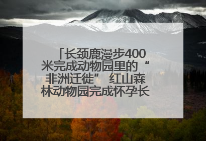 长颈鹿漫步400米完成动物园里的“非洲迁徙” 红山森林动物园完成怀孕长颈鹿步行转运