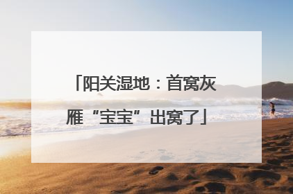 阳关湿地：首窝灰雁“宝宝”出窝了