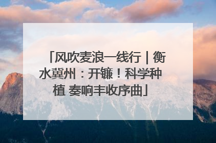 风吹麦浪一线行｜衡水冀州：开镰！科学种植 奏响丰收序曲