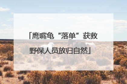 鹰嘴龟“落单”获救 野保人员放归自然