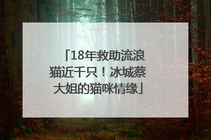 18年救助流浪猫近千只！冰城蔡大姐的猫咪情缘